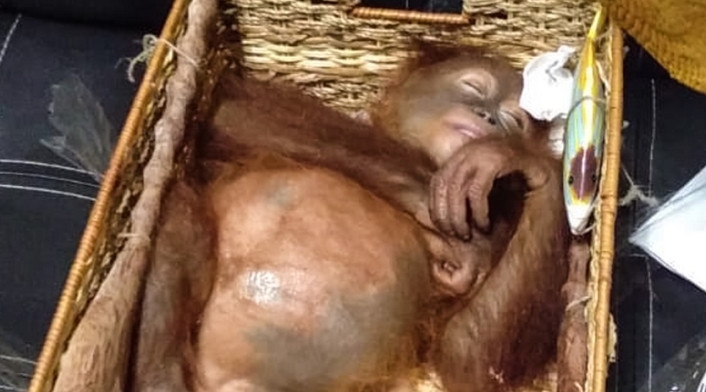 Orangután drogado
