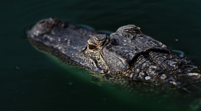 Cocodrilo en el agua