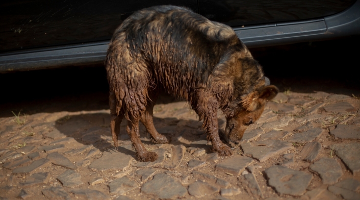 Protección Animal