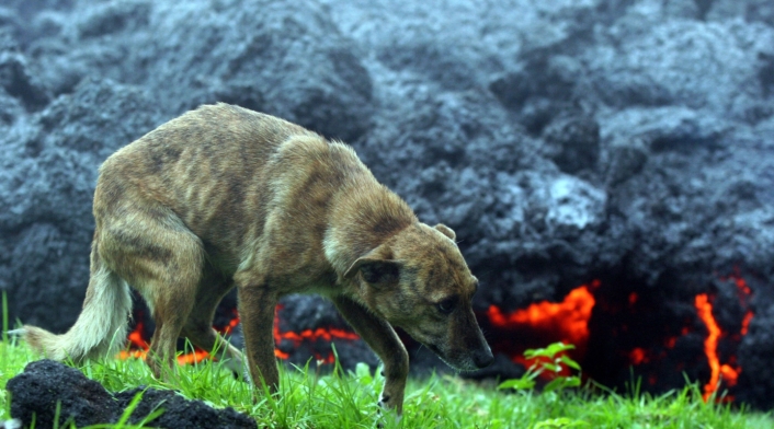 Protección Animal