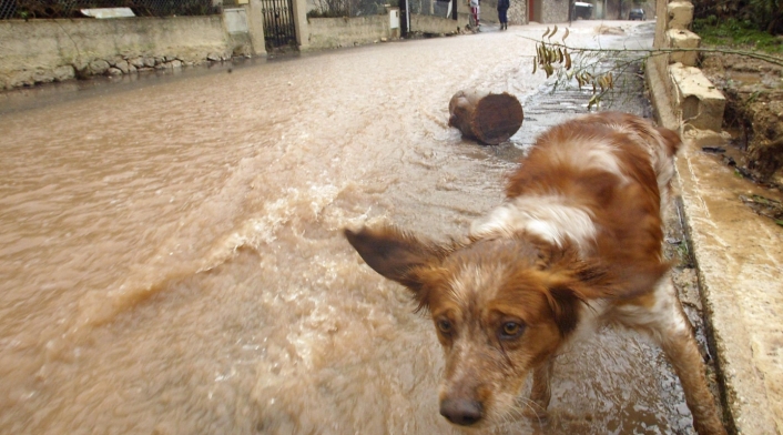 Protección Animal