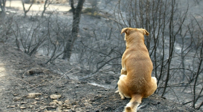 Protección Animal