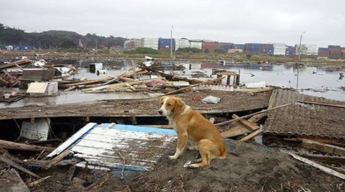 Protección Animal