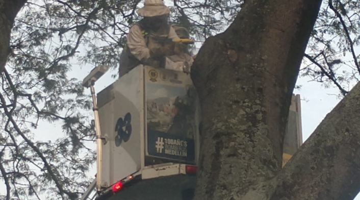 15 personas heridas dejó ataque de abejas en pleno centro de Medellín