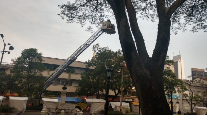 15 heridos dejó ataque de abejas en pleno centro de Medellín