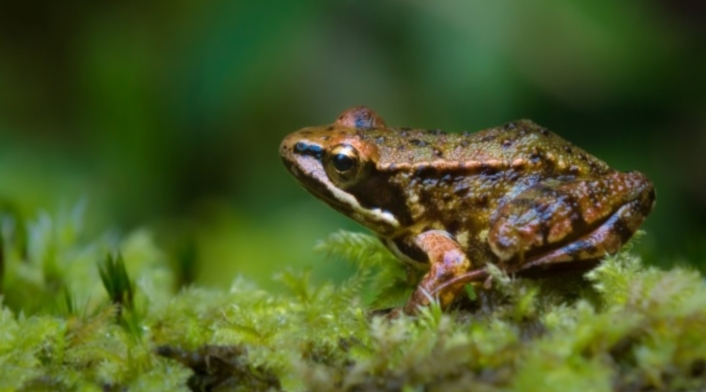 Rana verde de Mehuin (Insuetophrynus acarpicus)