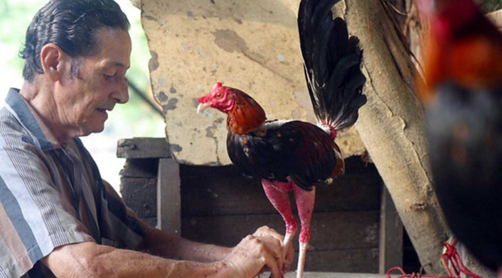 Pelea de gallos Pelea de gallos