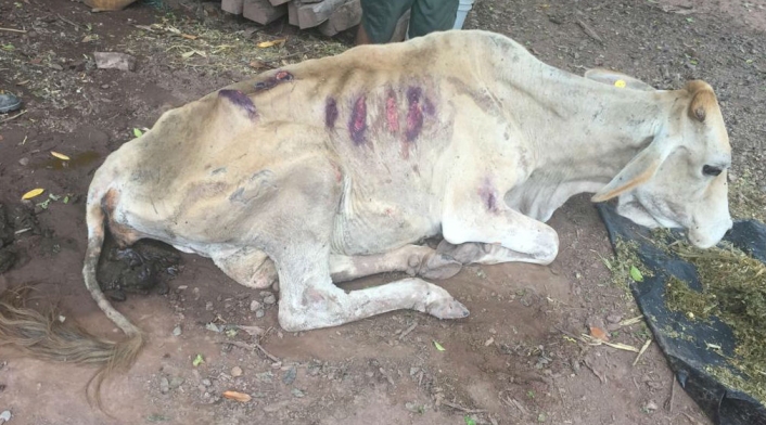 La pérdida de peso en los animales es notable