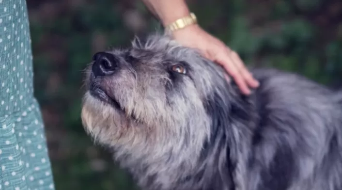 Los ladridos de los perros también representan algo.