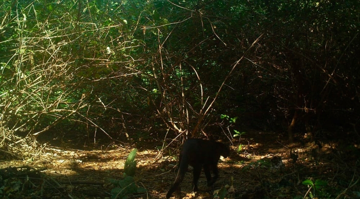 Puma yaguarundí en el Parque Tayrona