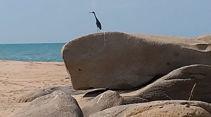 Ave vista durante el cierre durante un mes del Parque Tayrona