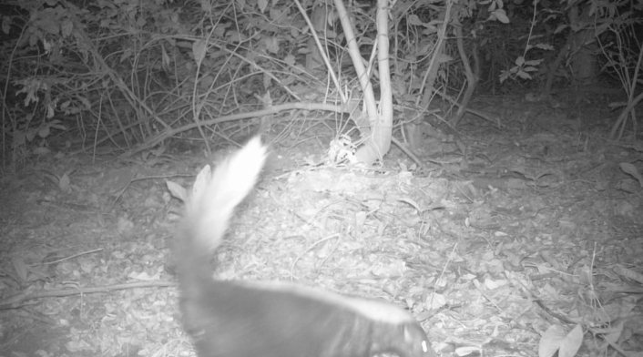Zorro patón visto en el Parque Tayrona