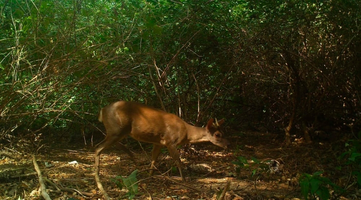 Venado observado en el Parque Tayrona