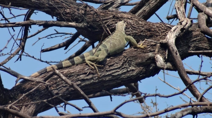 Iguana observada en el Parque Tayrona