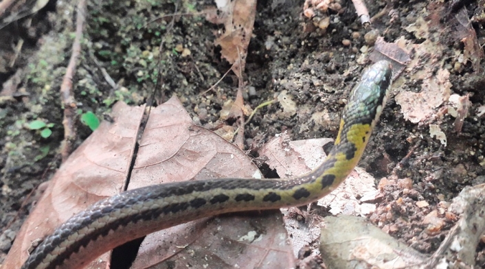 La serpiente trató de morder a dos niños. La serpiente trató de morder a dos niños.