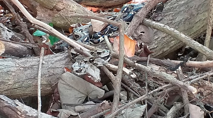 Serpiente observada en el Parque Tayrona