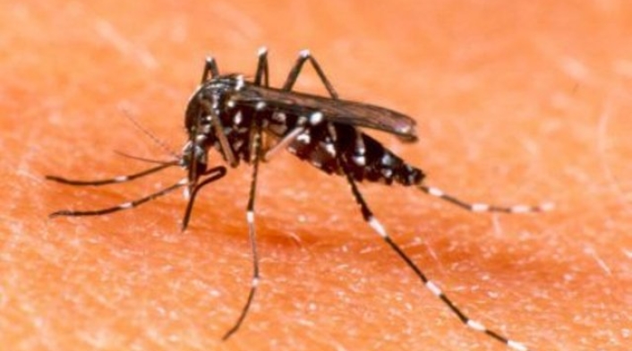 zancudo transmisor del dengue