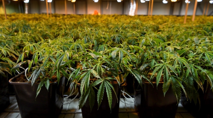 Plantas de cannabis