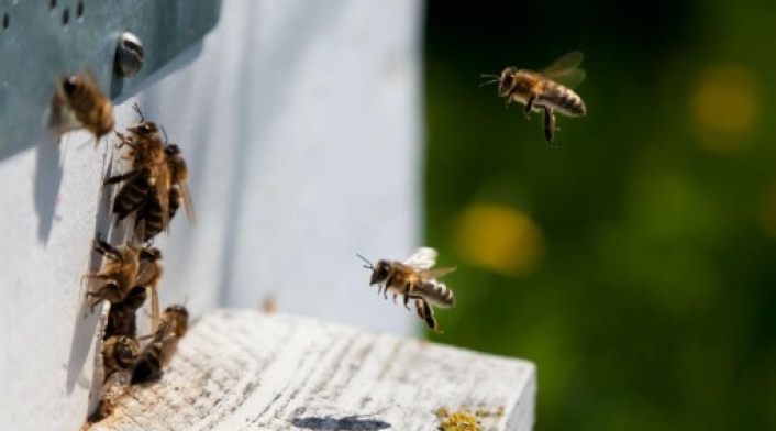 Abejas