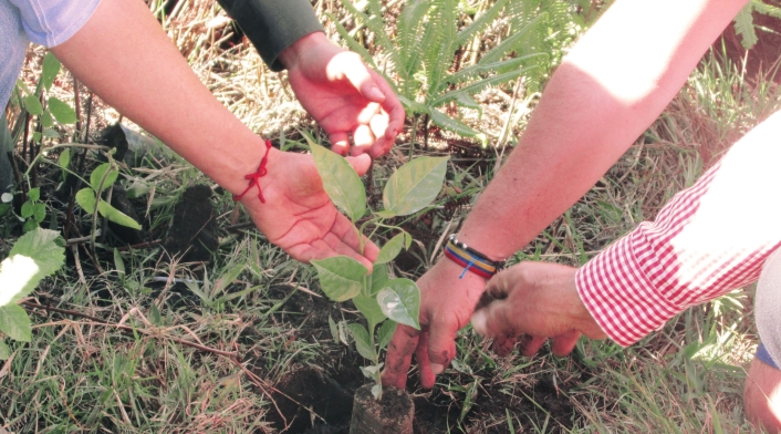 Referencia sembratón de árboles.