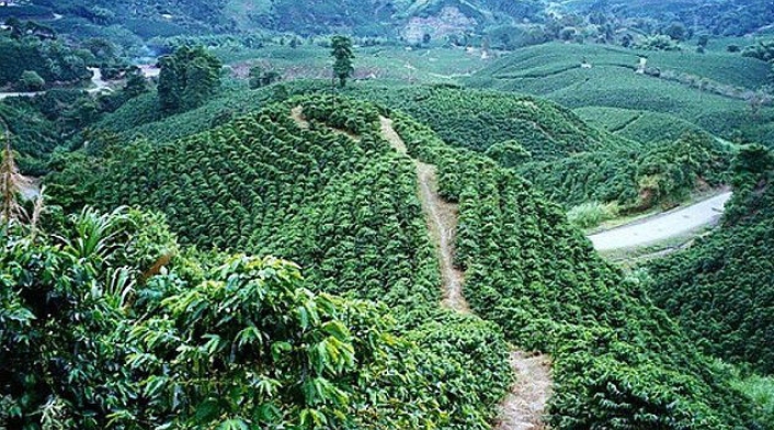 Paisaje cafetero.