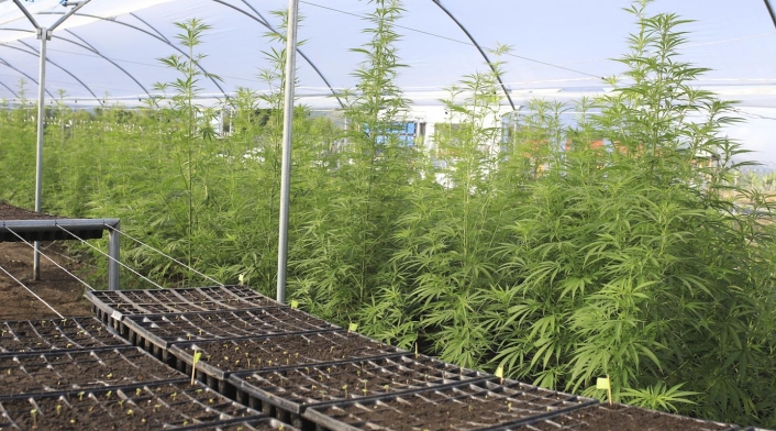 Zona de cultivos de cannabis medicinal