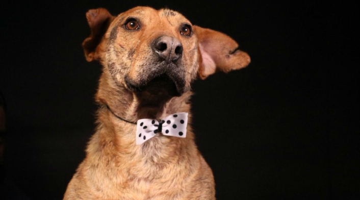 El perro Serafín