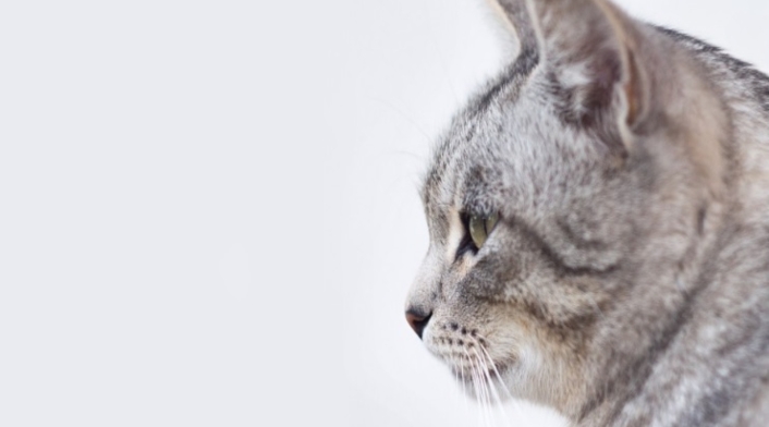Gato