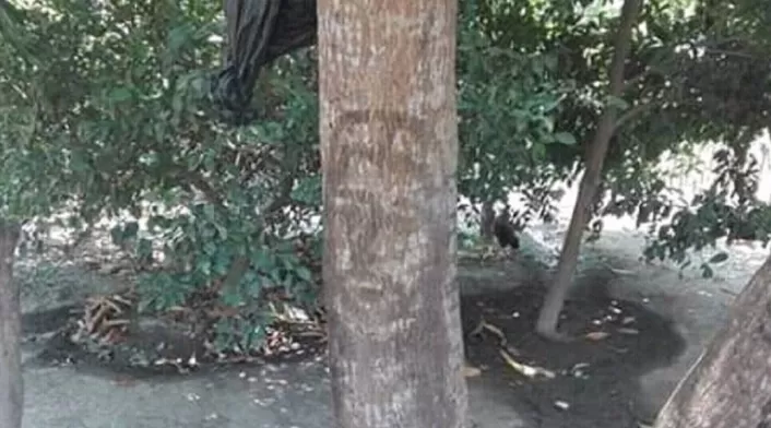 El supuesto rostro de Jesucristo apareció en un árbol de Campo de la Cruz