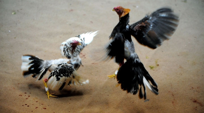 Dos hombres murieron luego de ser atacados por dos gallos de pelea Pelea de gallos
