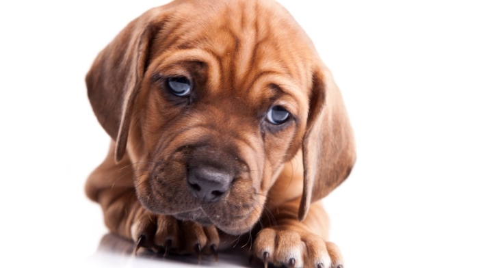Perrito Perrito, perro