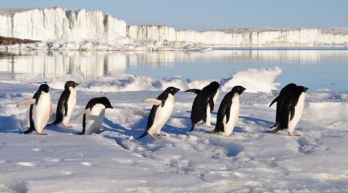 Pingüinos