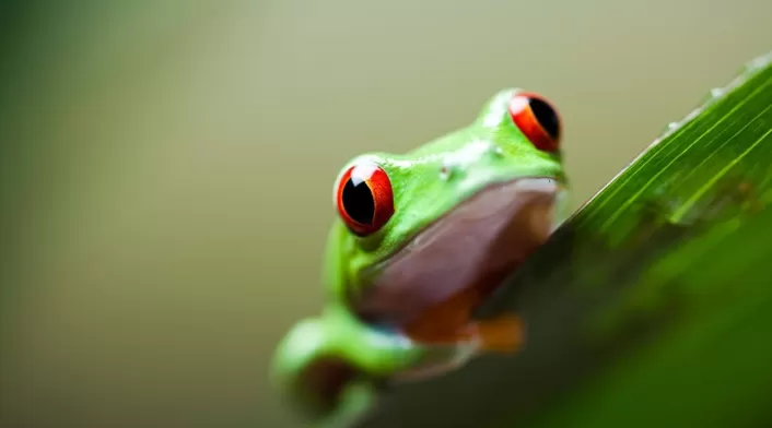 Rana Rana