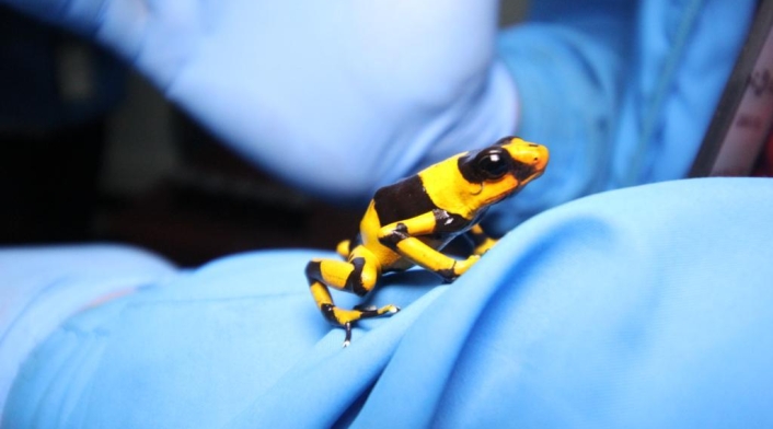 Ranas incautadas en El Dorado.