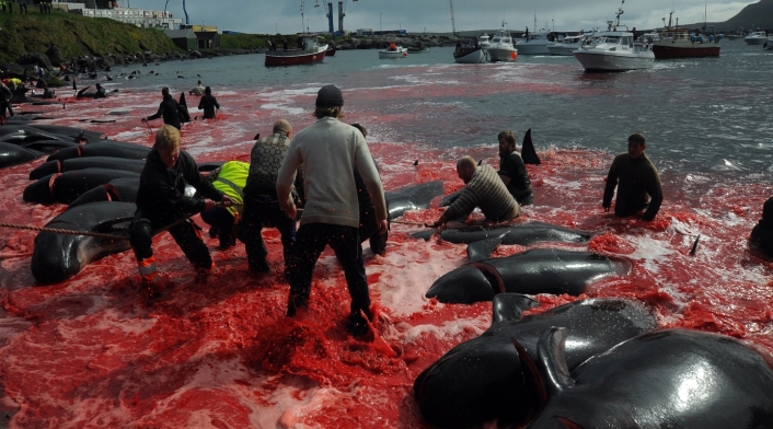 Ballenas y delfines