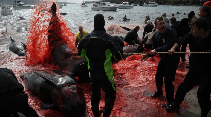 Ballenas y delfines