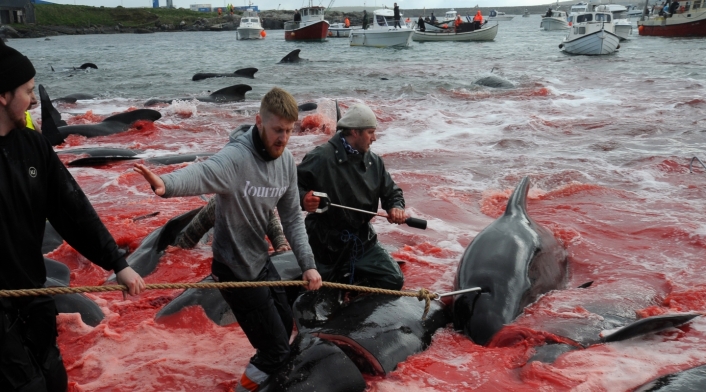 Ballenas y delfines