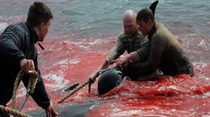 Ballenas y delfines