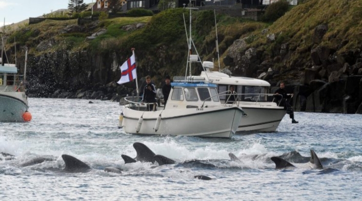 Ballenas y delfines