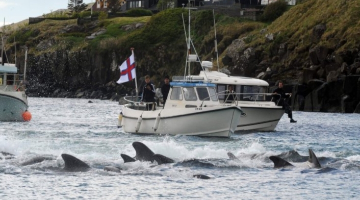 Más de 200 ballenas fueron masacradas en las Islas Feroe en Dinamarca. Más de 200 ballenas fueron masacradas en las Islas Feroe en Dinamarca.