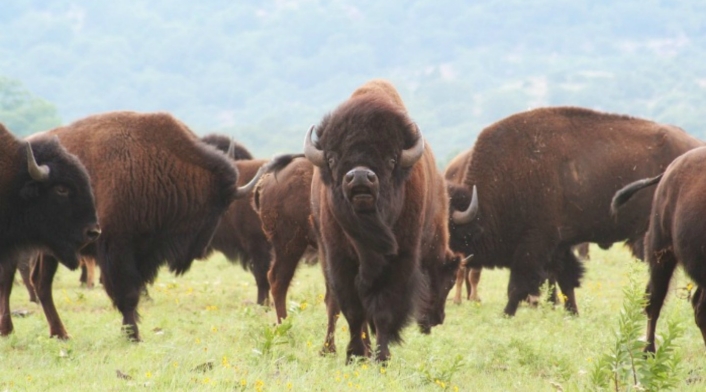 Búfalo