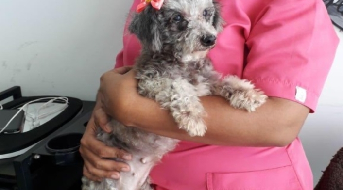 Angelica Donado Jiménez