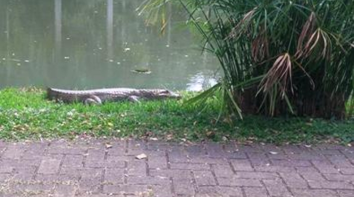 Autoridades ambientales de Cali buscan atrapar a una babilla que se encuentra en un lago artificial al sur de la ciudad