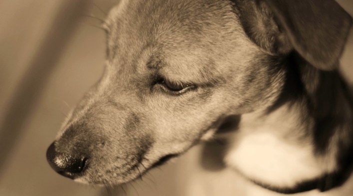 No cesan los casos de maltrato animal en algunas zonas del país. No cesan los casos de maltrato animal en algunas zonas del país.