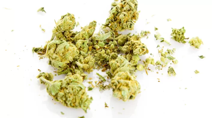 marihuana marihuana