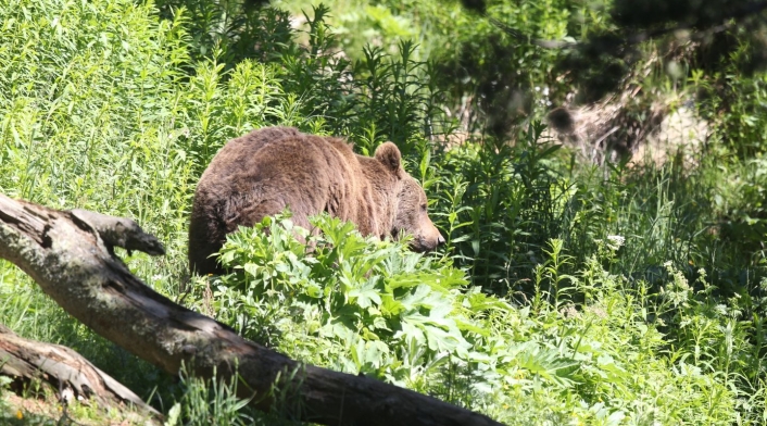 El oso es un animal salvaje. El oso es un animal salvaje.