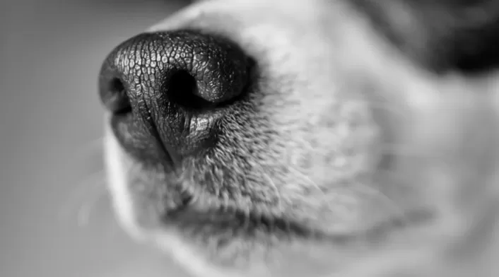 Perros
