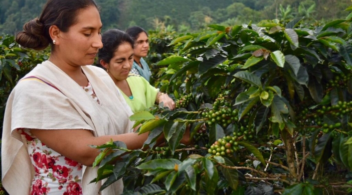 Recolección de café en Dolores (Tolima)