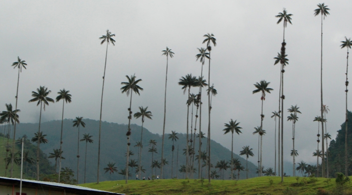 El Valle del Cocora, en el departamento del Quindío