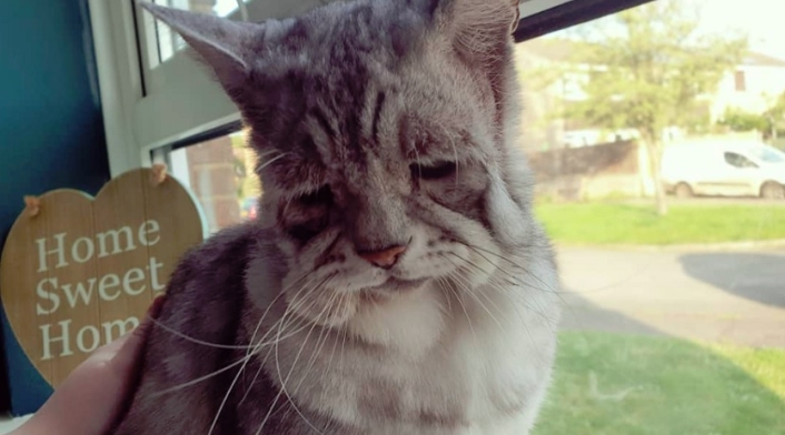 Gato Toby